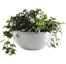 Ecopots hangmand met klimop