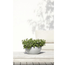Pot met bloeiende planten op een tuintafel