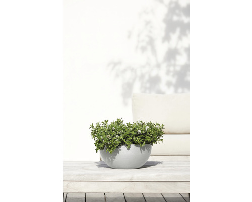 Pot met bloeiende planten op een tuintafel