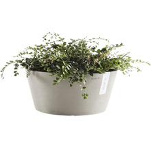 Kamerplant in een pot