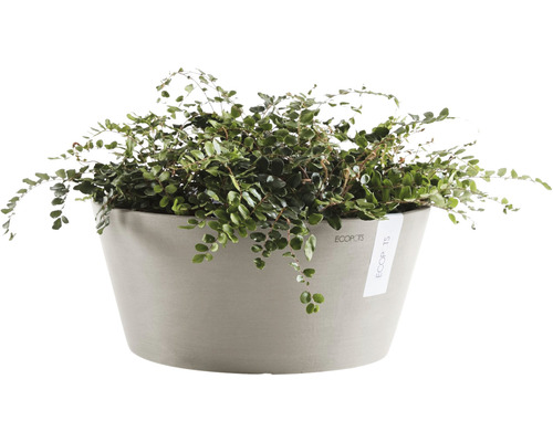 Kamerplant in een pot