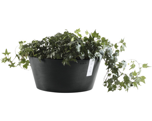 Klimop in een plantenbak