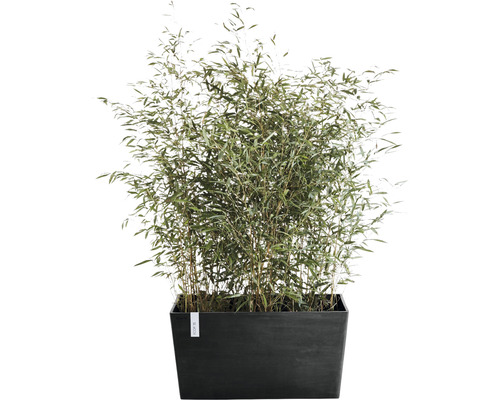 Bamboe in plantenbak