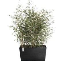 Bamboeplant in een rechthoekige plantenbak