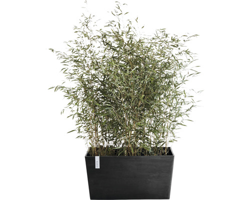 Bamboeplant in een rechthoekige plantenbak