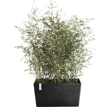 Bamboeplant in een rechthoekige plantenbak
