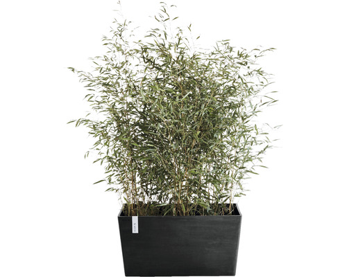 Bamboeplant in een rechthoekige plantenbak