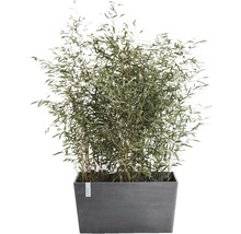 Bamboeplant in rechthoekige plantenbak