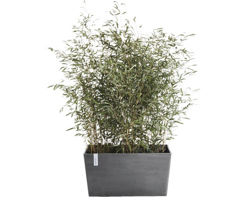 Bamboeplant in rechthoekige plantenbak