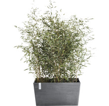 Bamboeplant in plantenbak