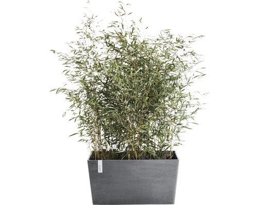 Bamboeplant in plantenbak