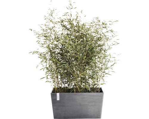 Bamboeplant in rechthoekige plantenbak