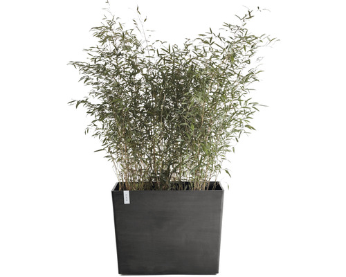 Bamboe in rechthoekige plantenbak voor buiten