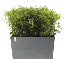 Bamboeplant in een rechthoekige plantenbak