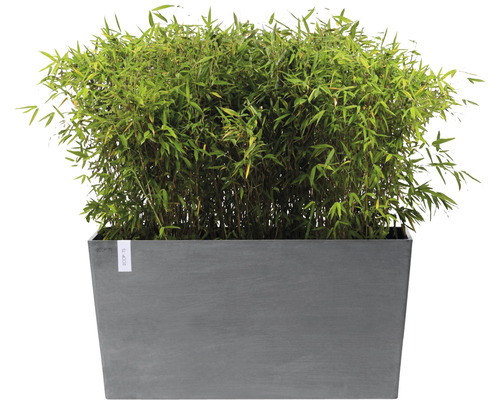 Bamboeplant in een rechthoekige plantenbak