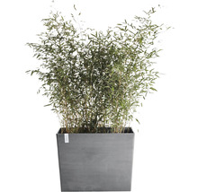 Bamboe in plantenbak