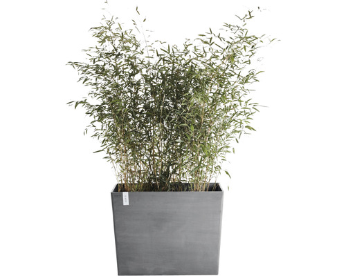 Bamboe in plantenbak