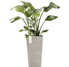 Strelitzia in plantenbak voor binnenshuis