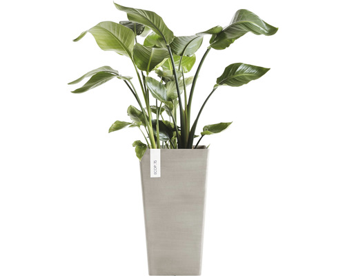 Strelitzia in plantenbak voor binnenshuis