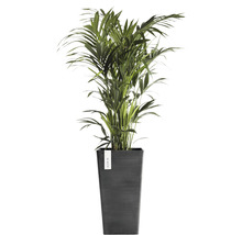 Areca palm in pot