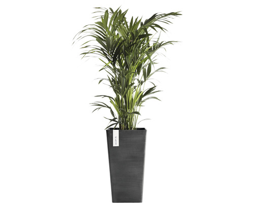 Areca palm in pot