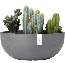 Decoratieve cactussen in een grijze plantenbak.