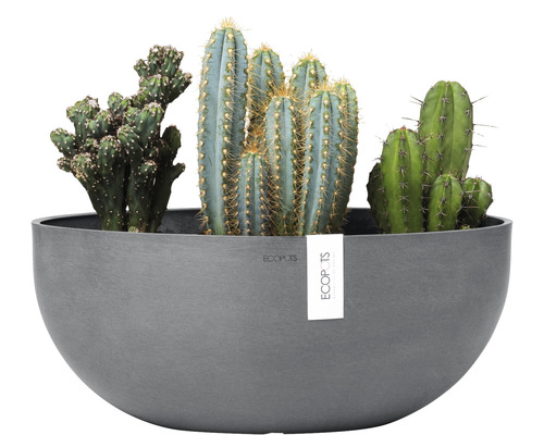 Decoratieve cactussen in een grijze plantenbak.