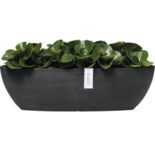 Plantpot met plant en Ecopots logo