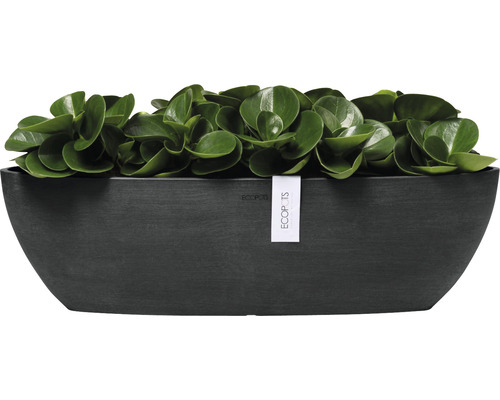 Plantpot met plant en Ecopots logo