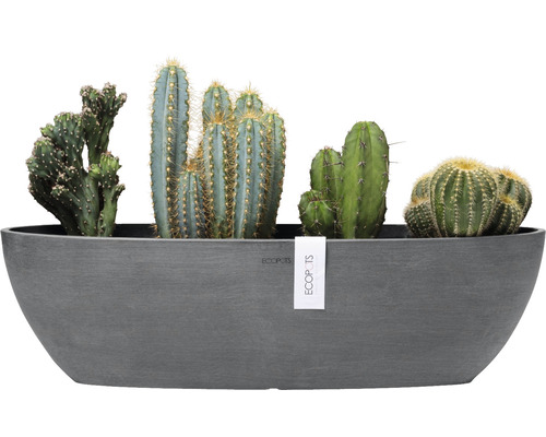 Decoratieve plantenbak met verschillende cactussoorten