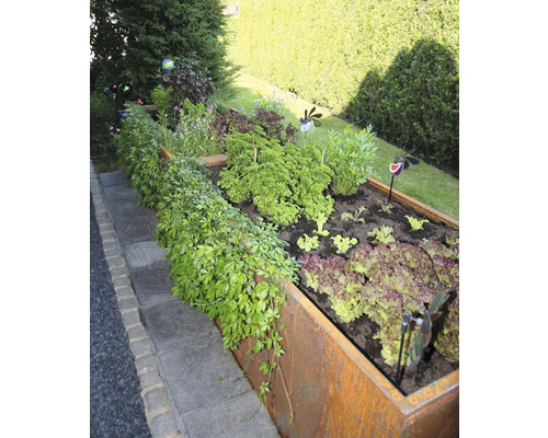 Verhoogde tuinbak met sla, kruiden en sierplanten in de tuin