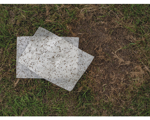 Twee lijmplaten voor insecten op gras