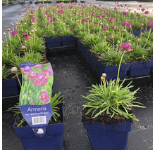 Bloeiende Engels gras ''Splendens Perfecta'' in potten