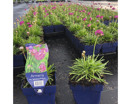 Bloeiende Engels gras ''Splendens Perfecta'' in potten