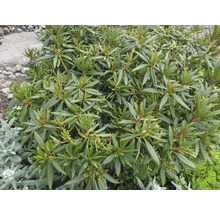 Rhododendronstruik met groene bladeren