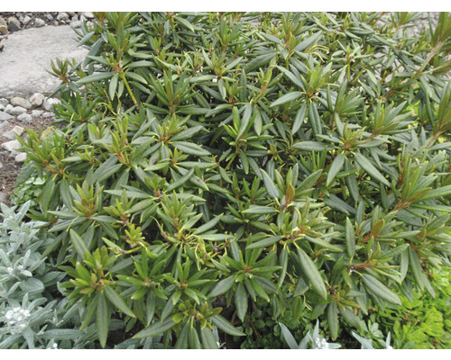 FLORASELF Rhododendron Rhododendron roxieanum 'Blewbury' potmaat 5 liter H 30-40 cm