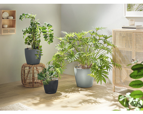 Kamer met verschillende kamerplanten in plantenbakken