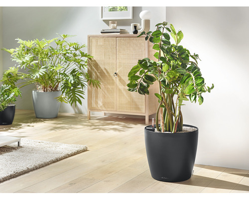 Woonkamer met kamerplanten in plantenbakken en een kast