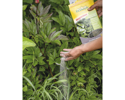 Een persoon strooit magnesiummest van Ecostyle op een plant in de tuin.