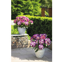 Twee potten met rododendrons in de tuin.