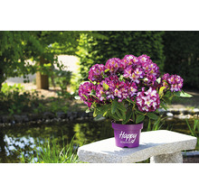 Paars-witte rododendron in pot op een stenen bank