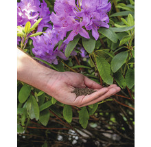 Een hand houdt potgrond vast voor rododendronbloemen.