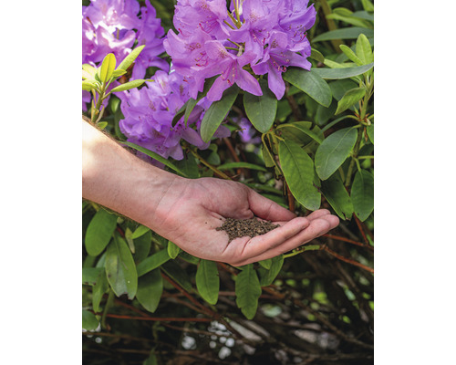 Een hand houdt potgrond vast voor rododendronbloemen.