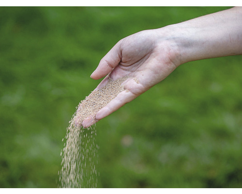 Een hand strooit gazonzaden op een gazon.