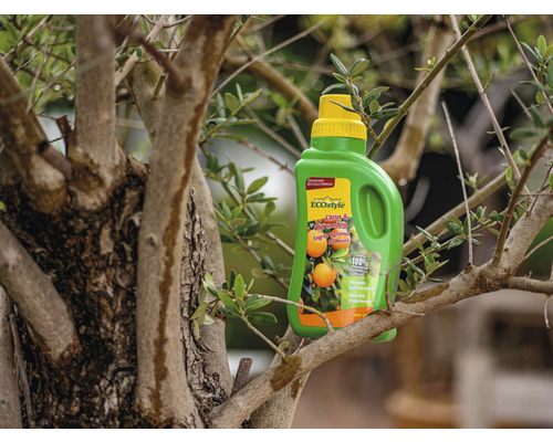Fles citrusmest op een boom