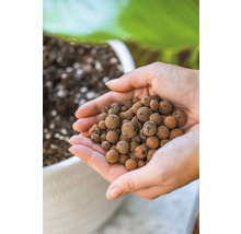 Een persoon houdt hydrokorrels in de handen voor een plantenbak.