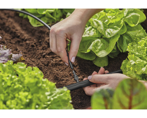 Een persoon installeert een irrigatiesysteem tussen slaplanten in de tuin.