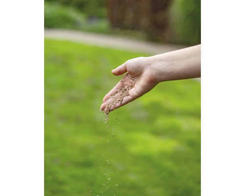 Een hand zaait graszaad op een gazon.