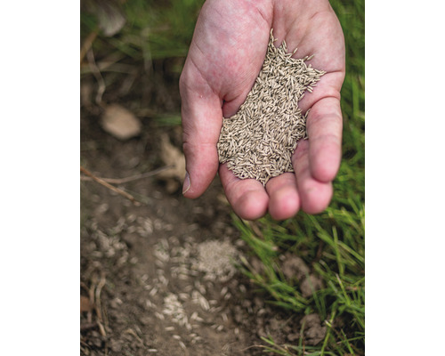 Een hand houdt graszaad boven een kale plek in de tuin.