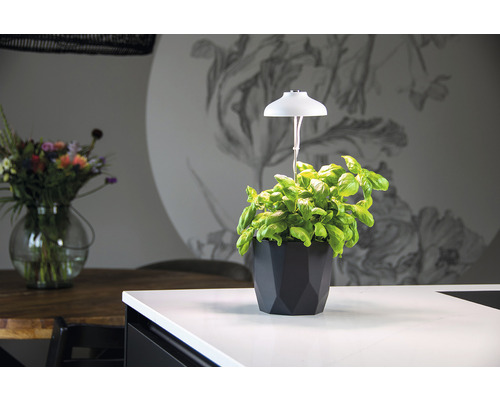 Scene met basilicum in pot met plantenlamp op tafelblad